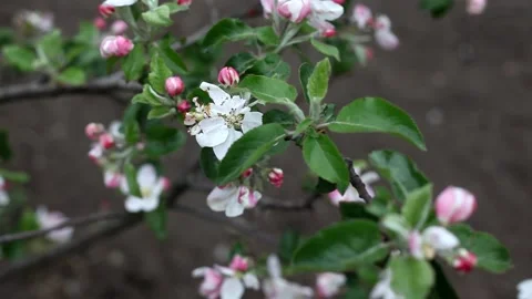 Apple tree blossom, beautiful spring background. Stock Footage 131885372