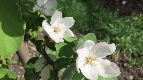 Apple tree blossom. Bee sits on a flower. Video stock 104797914