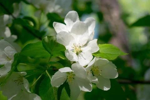 Apple tree blossom ,blossoming apple tree in spring Stock Photos