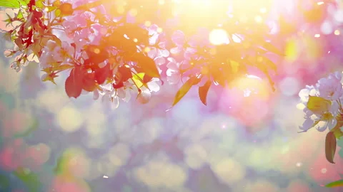 Apple tree blossom branches gently swaying in the spring breeze 库存影片 233516792