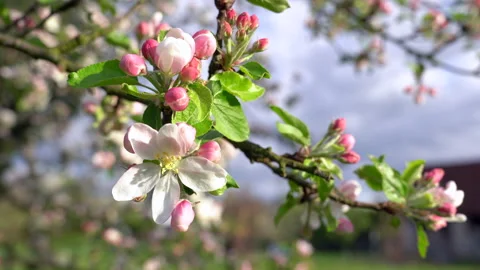 Apple tree blossom close-up. Stock Footage 276841877