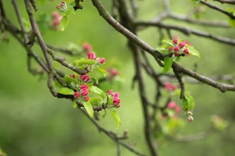 Apple Tree Blossom Close Up Spring Stock Photos