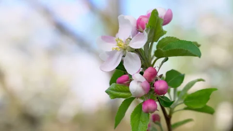 Apple tree blossom close-up. White apple flower on natural colorful background. Stock Footage 271198080
