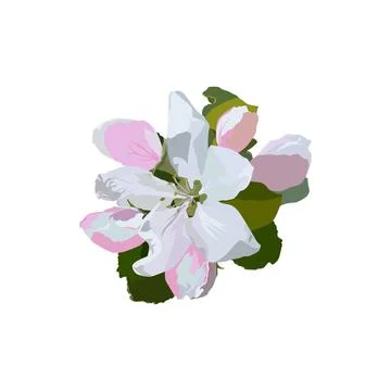 Apple tree blossom flowers, vector isolated illustration Stock Illustration