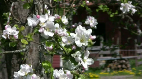 Apple tree blossom Stock Footage 418454
