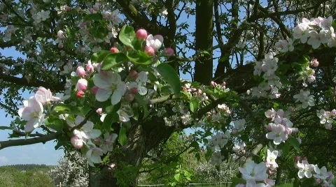Apple tree in blossom Stock Footage 505734