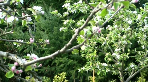 Apple tree blossom Stock Footage 705042