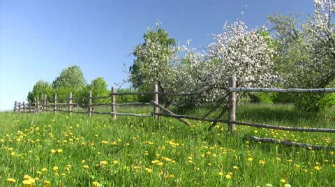 Apple tree in blossom Stock Footage