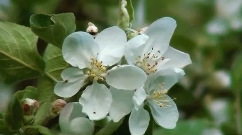 Apple tree blossom Stock Footage 22863242