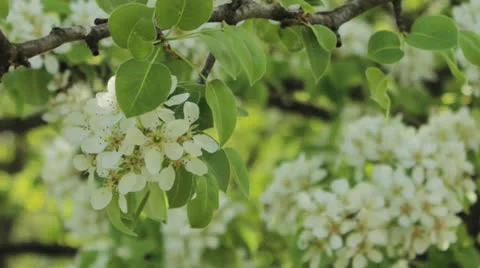 Apple tree blossom Stock Footage 24739759