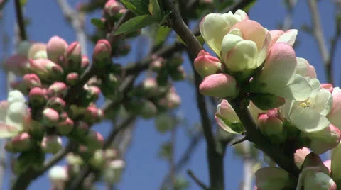 Apple tree blossom Stock Footage 25508695