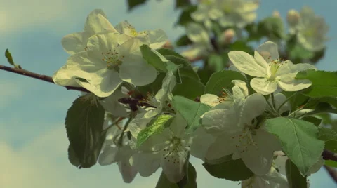 Apple tree blossom Stockbeeldmateriaal 49318496