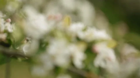 Apple tree blossom Video stock 68654997