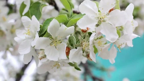 Apple tree blossom Stock Footage 83633017