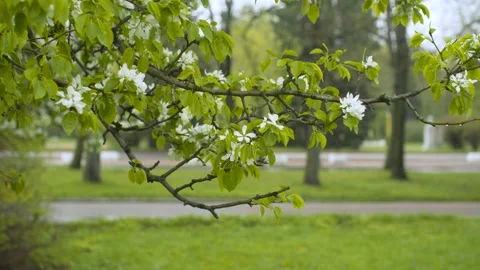 Apple tree in blossom Stock Footage 130884493