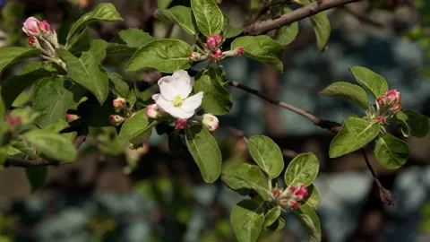 Apple tree blossom Stock-Footage 192232146