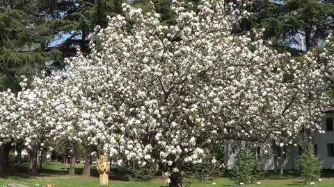 Apple tree in blossom Vídeo Stock 334860427