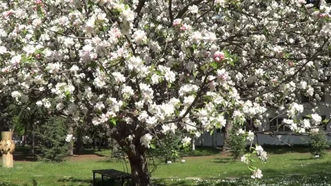Apple tree in blossom 스톡 동영상 334860445