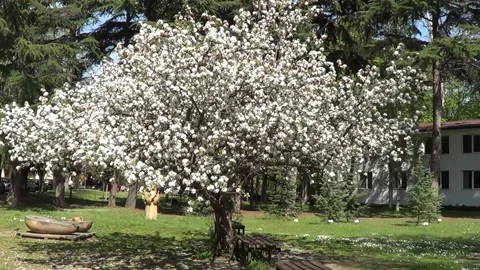 Apple tree in blossom 스톡 동영상 335384967