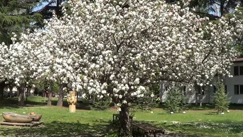Apple tree in blossom 스톡 동영상 335384971
