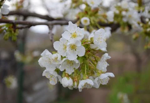 Apple tree blossom, full spring bloom, floral close-up, white and pink petals Stock Photos
