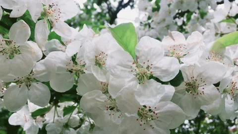 Apple tree blossom in green spring garden, white flowers in bloom as floral Stock Footage 134766894