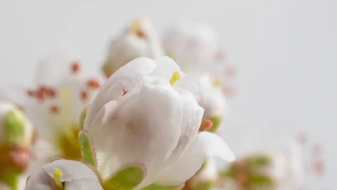 Apple tree blossom macro timelapse on white Stock Footage 127224992