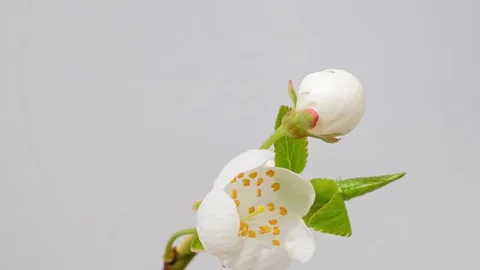 Apple tree blossom macro timelapse on white 스톡 동영상 127572711