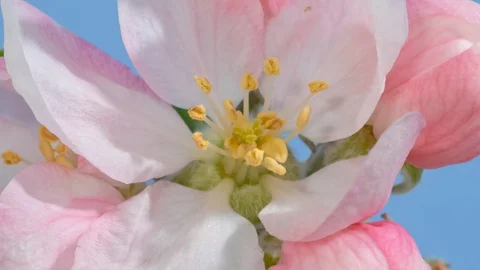 Apple tree blossom macro timelapse on blue Stock Footage 128742373