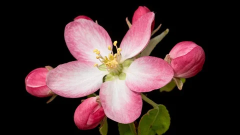 Apple tree blossom macro timelapse on black Stock Footage 128982555