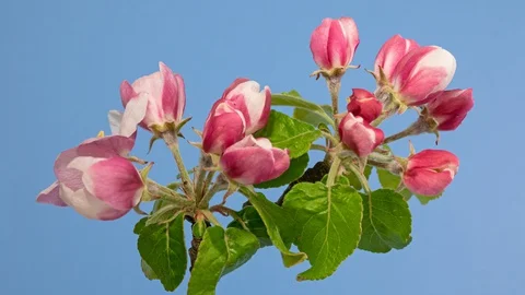 Apple tree blossom macro timelapse on blue Stock Footage 129177555