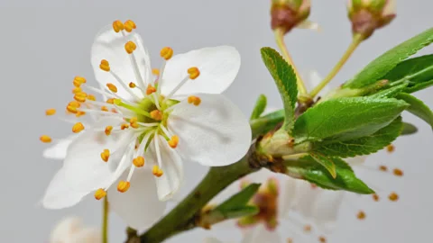 Apple tree blossom macro timelapse on white Stock Footage 144613065