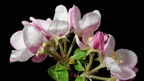 Apple tree blossom macro timelapse on black Stock Footage 145910787