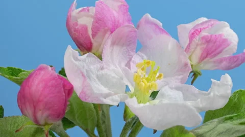 Apple tree blossom macro timelapse on blue Video stock 146518858