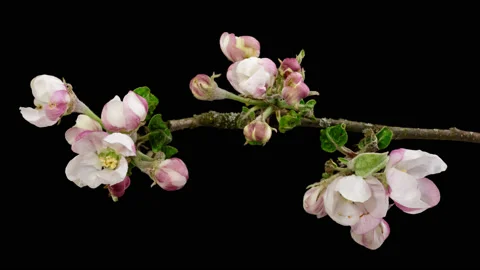 Apple tree blossom macro timelapse on black Stock Footage 153801420