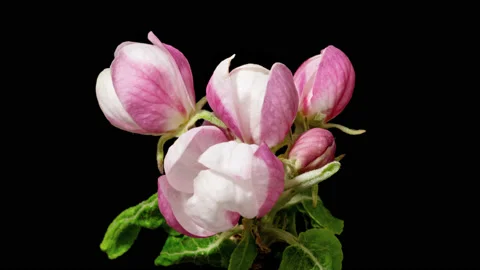 Apple tree blossom macro timelapse on black Video stock 167860815