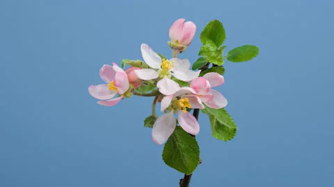 Apple tree blossom macro timelapse on blue screen Video stock 231334419
