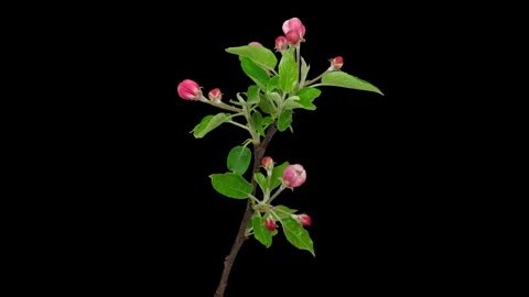Apple tree blossom macro timelapse on black Stock Footage 262353748