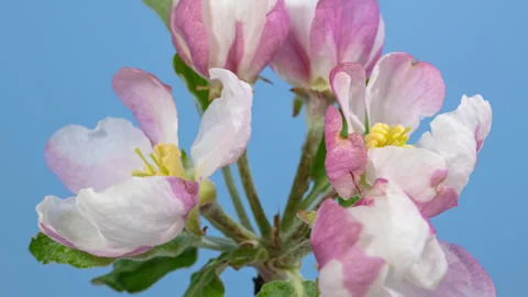 Apple tree blossom macro timelapse on blue screen Stock Footage 283582689