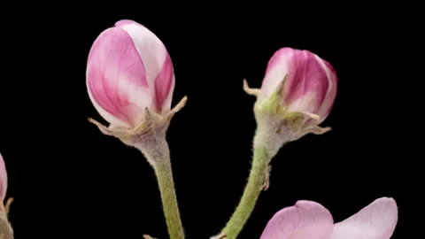 Apple tree blossom macro timelapse on black Stock Footage 344864253
