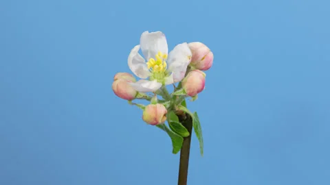 Apple tree blossom macro timelapse on blue Stock Footage 345437596
