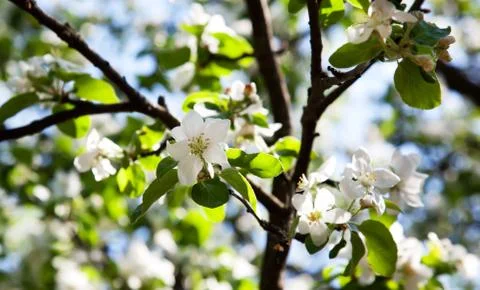 Apple-tree blossom Stock Photos