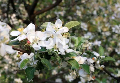 Apple tree blossom Stock Photos