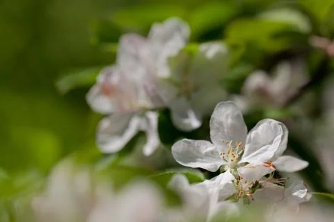 Apple tree blossom Stock Photos