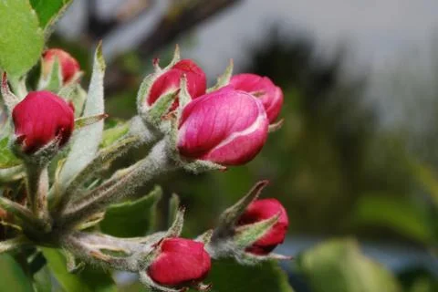 Apple tree blossom Stock Photos