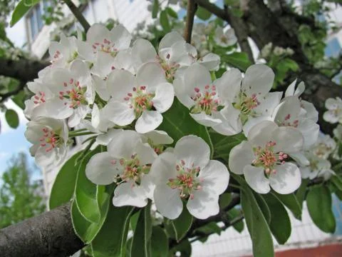 Apple tree blossom Stock Photos