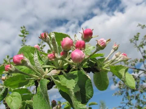 Apple tree blossom Stock Photos