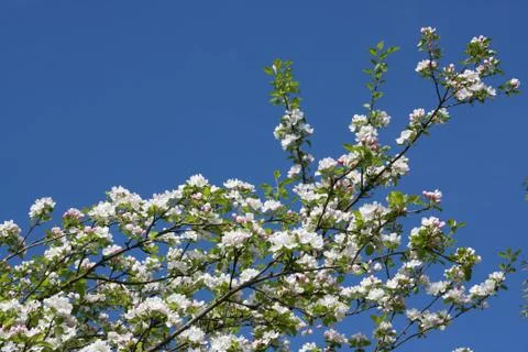 Apple tree blossom Stock Photos
