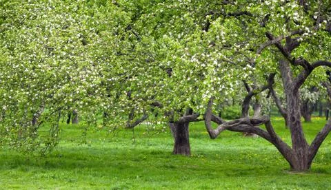 Apple tree blossom Stock Photos