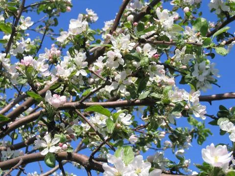 Apple tree blossom Stock Photos